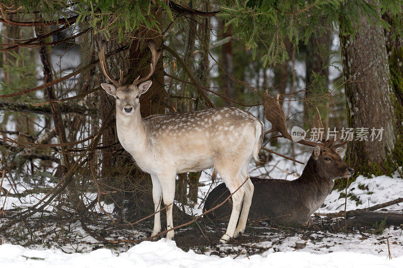 白色的梅花鹿。两只休鹿。威严有力的成年休闲鹿，Dama Dama，在冬天的森林，白俄罗斯。一只公的长着格格鹿角的休鹿(丹尼尔)站在雪地上。白俄罗斯